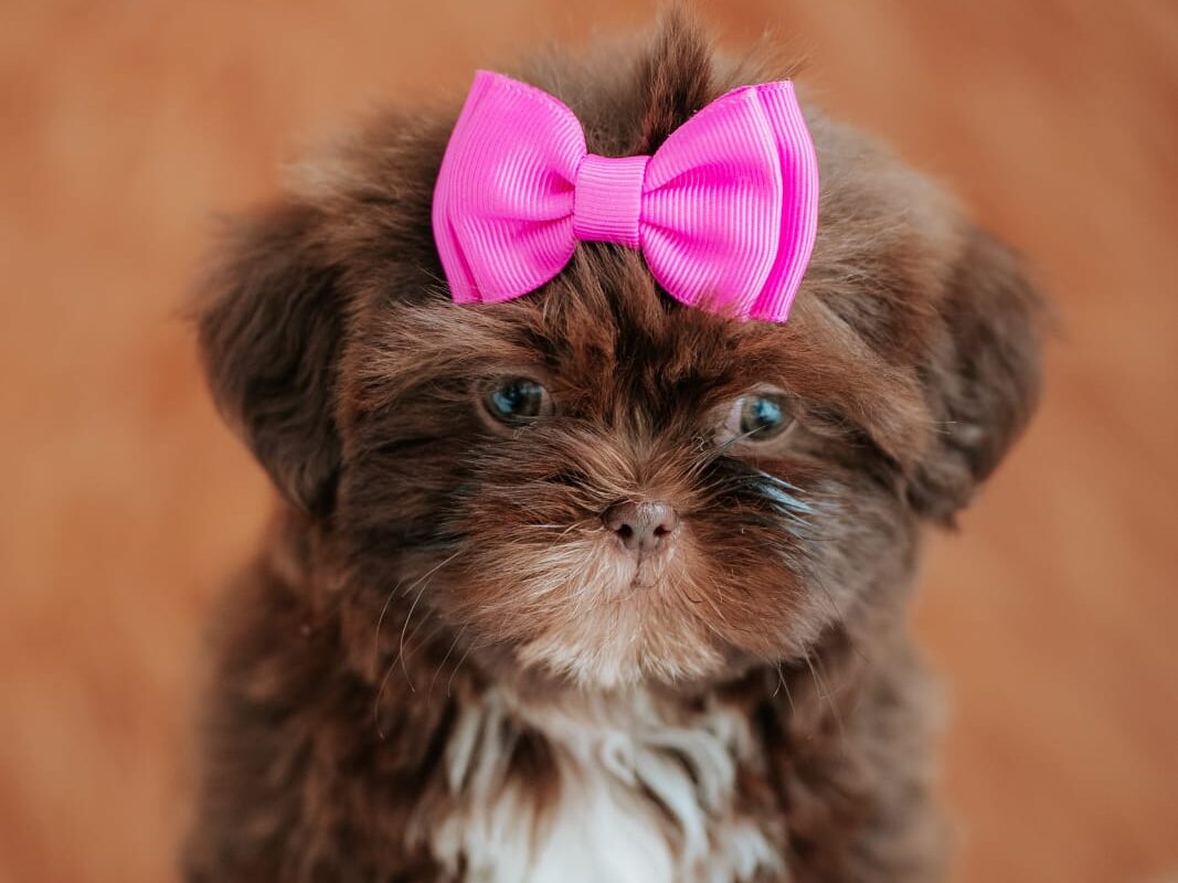 Dicas Essenciais para Cuidar de um Shih Tzu