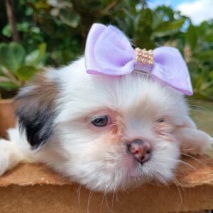 Filhote Shih Tzu Fêmea - Bege e Branco