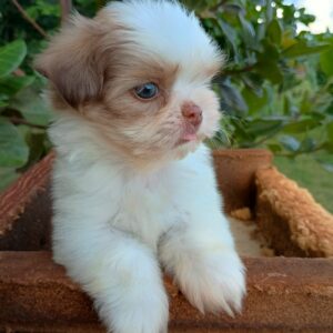 Shih Tzu - Macho Tricolor