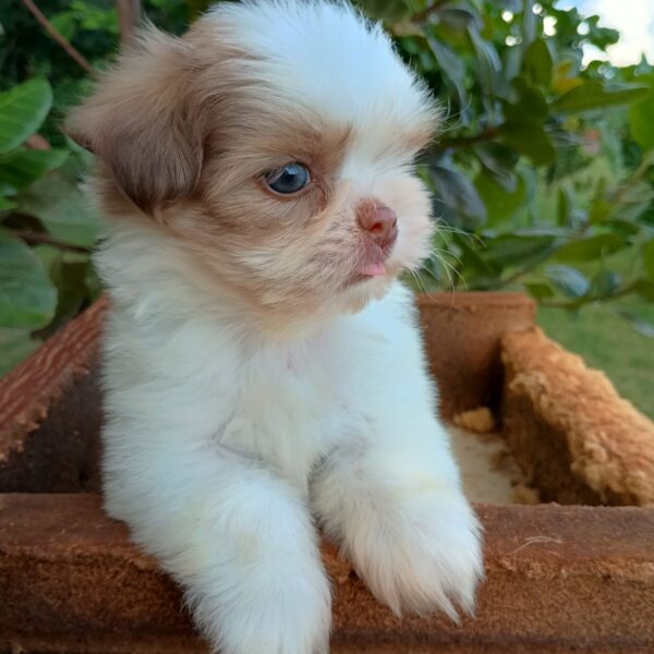 Shih Tzu - Macho Tricolor