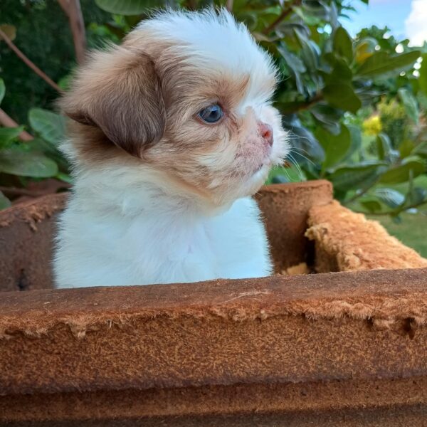 Shih Tzu - Macho Tricolor - Image 3