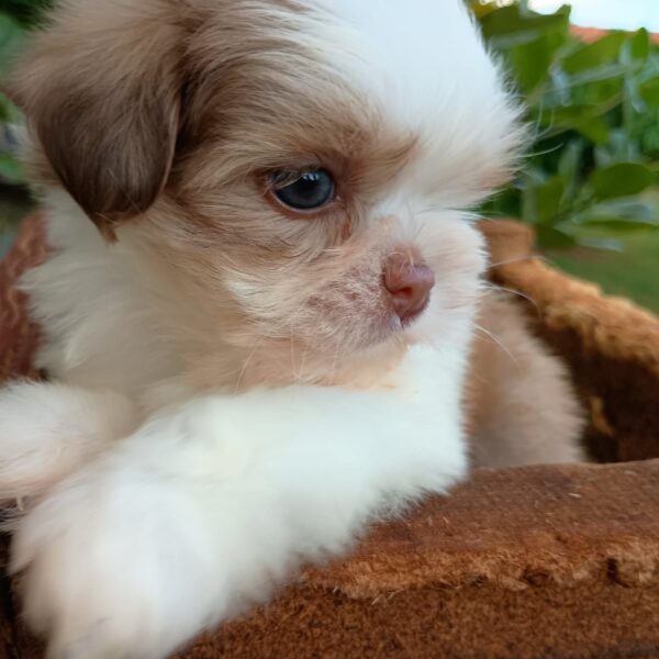 Shih Tzu - Macho Tricolor - Image 2