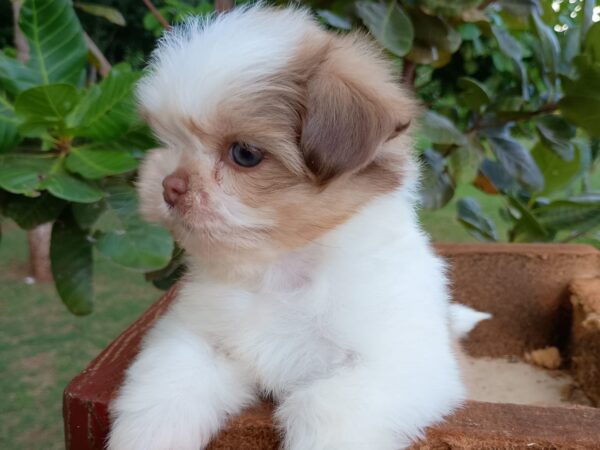 Shih Tzu - Macho Tricolor - Image 4