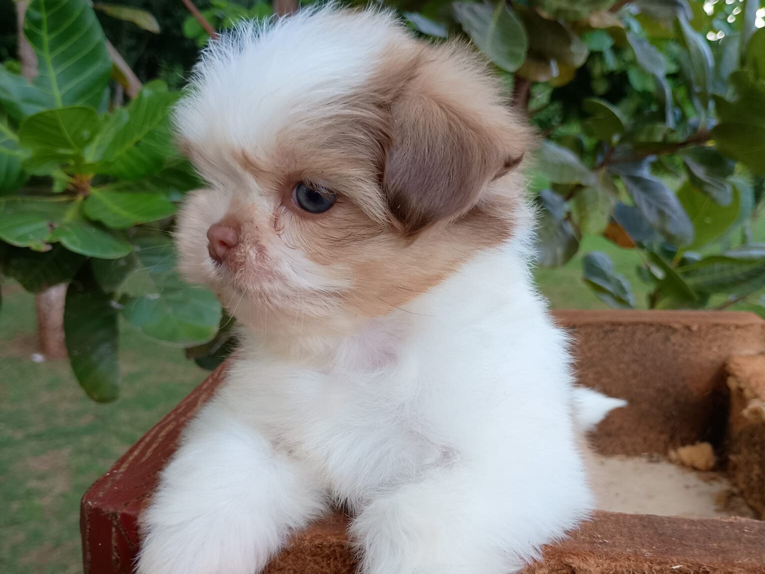 Curiosidades Surpreendentes Sobre Shih Tzus