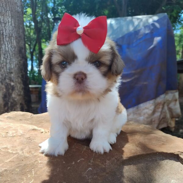 Shih tzu -Fêmea Branca com Caramelo