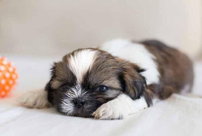 Mini Shih Tzu