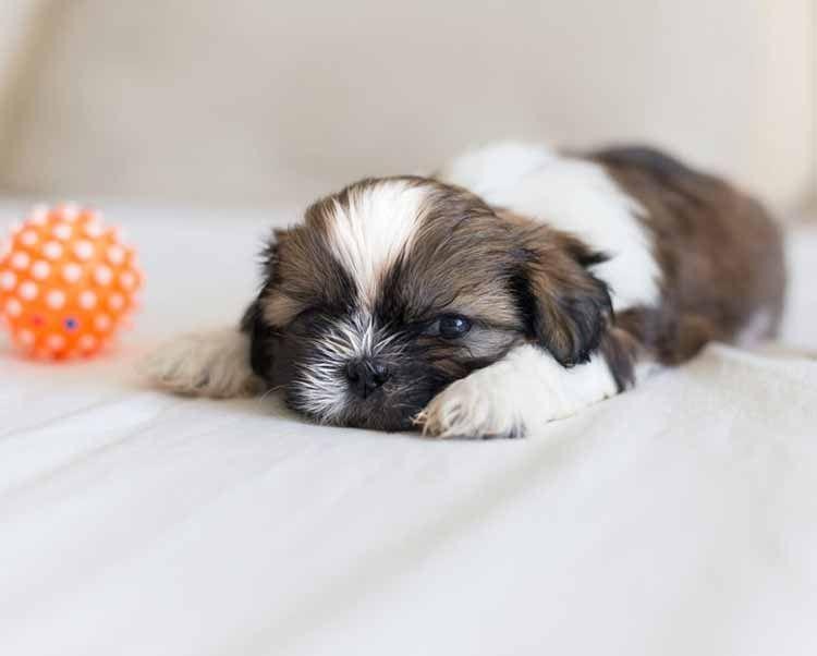 Shih Tzu: Tudo Sobre a Raça – Saúde, Temperamento, Porte e Pelagem