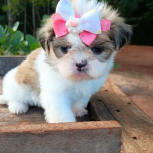 Shih Tzu - Fêmea Tricolor