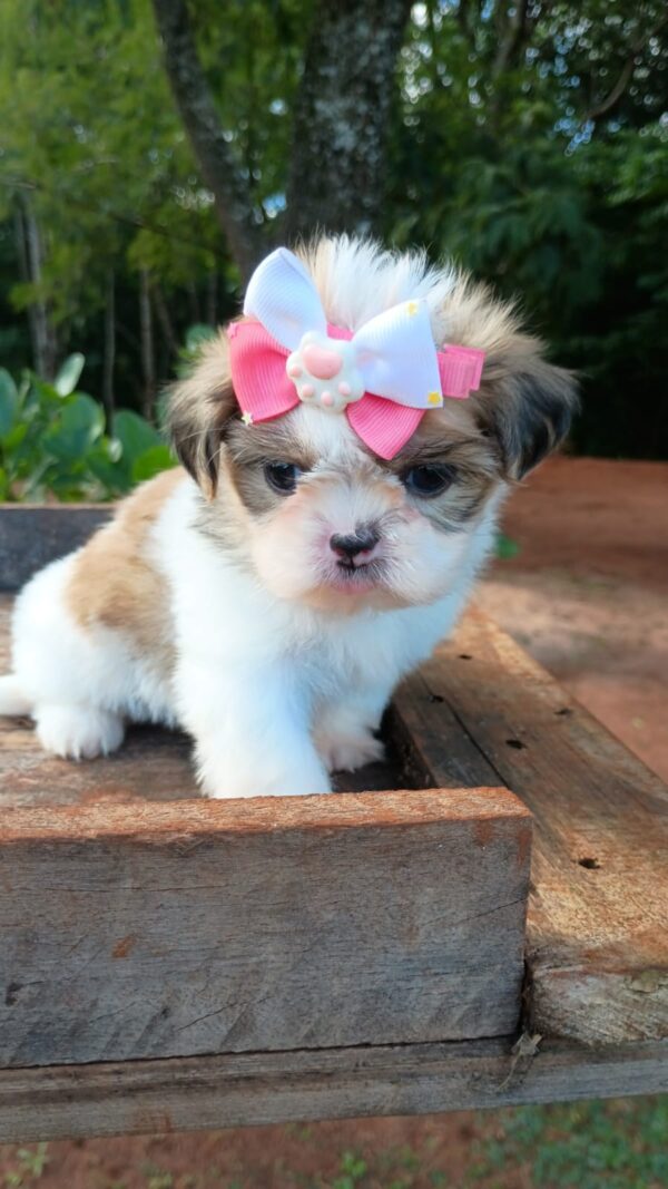 Shih Tzu - Fêmea Tricolor