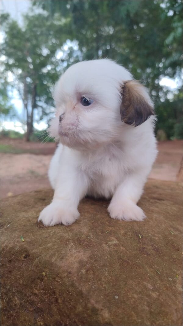 Shih Tzu - Macho Tricolor - Image 2