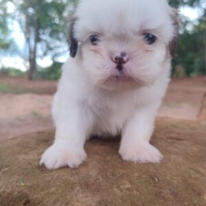 Shih Tzu - Macho Tricolor