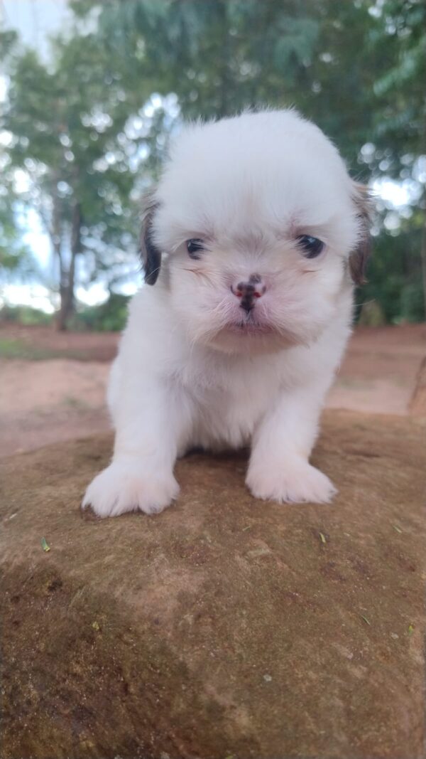 Shih Tzu - Macho Tricolor