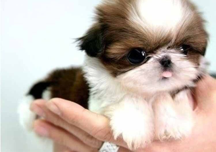 Mini Shih Tzu