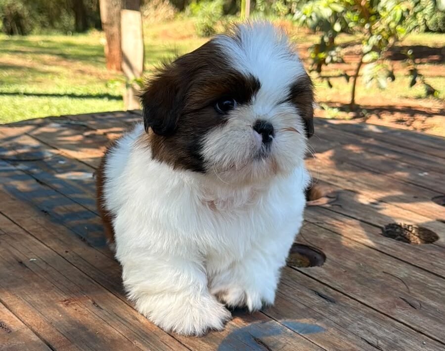 Como ensinar o Shih Tzu a fazer xixi no lugar certo