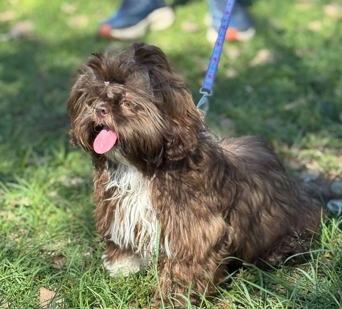 Shih Tzu: Tudo Sobre a Raça – Saúde, Temperamento, Porte e Pelagem